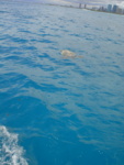 The first turtle seen from the working boat in '07...a good sign!